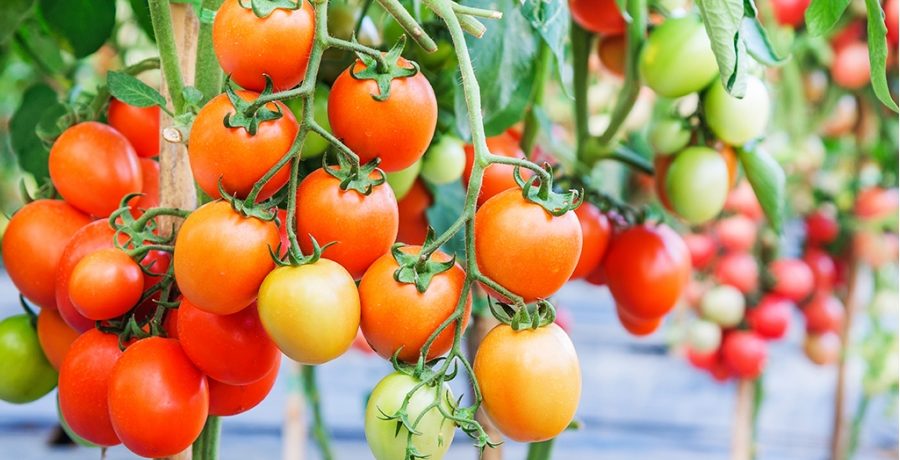 מגוון עגבניות צ'ליאבינסק מטאוריט