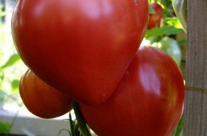 פירות העגבנייה "לב שור"