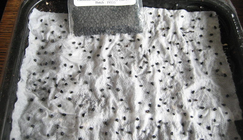 Hagymamag áztatása