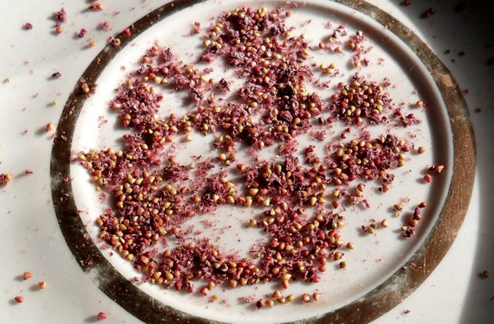 เมล็ดพันธุ์สตรอเบอร์รี่สำหรับปลูก