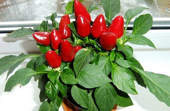 Pipari aug uz palodzes