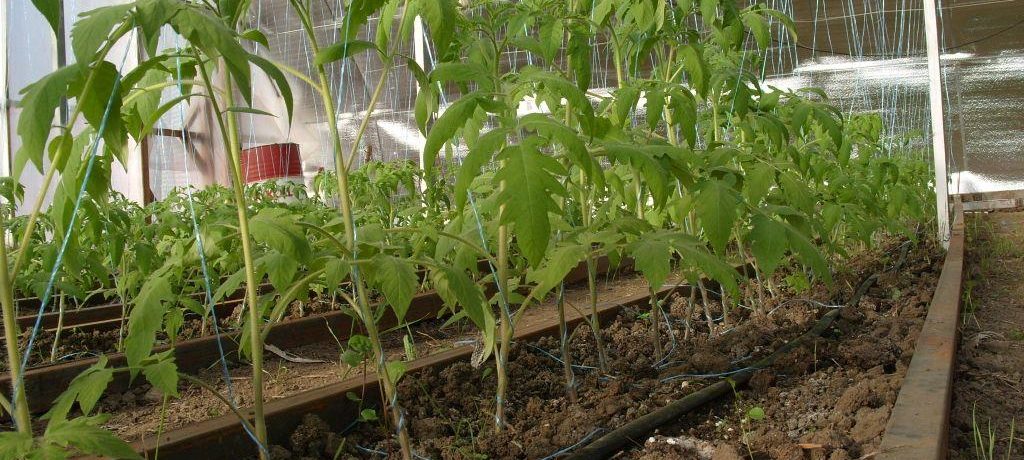 Paradicsom polikarbonát üvegházban