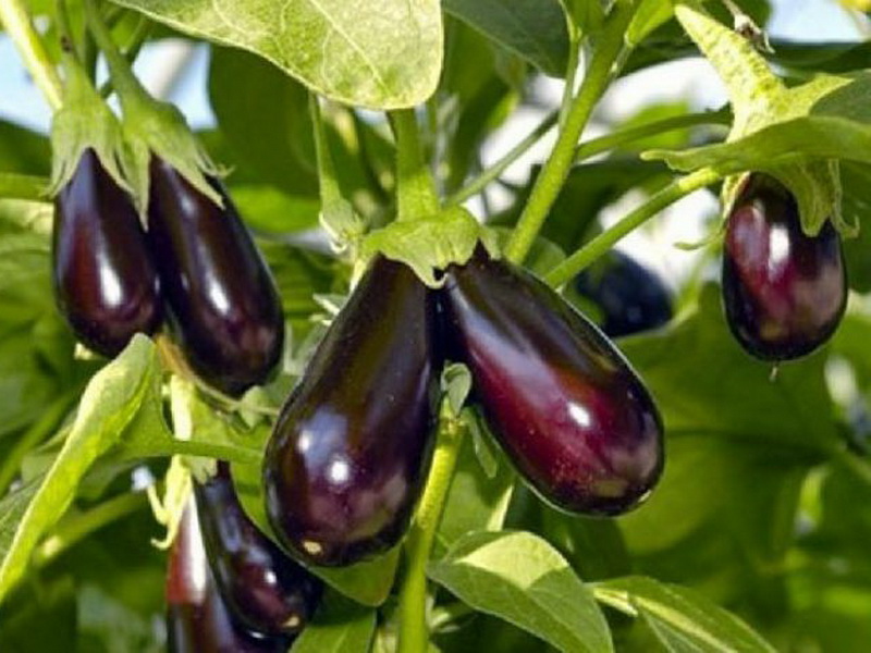 باذنجان من صنف جيزيل في الصورة باذنجان من صنف جيزيل في الصورة