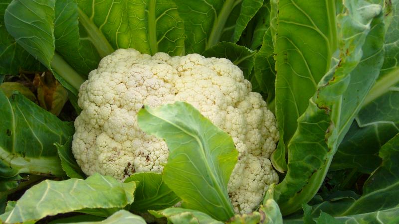 القرنبيط في الأرض المفتوحة القرنبيط في الأرض المفتوحة