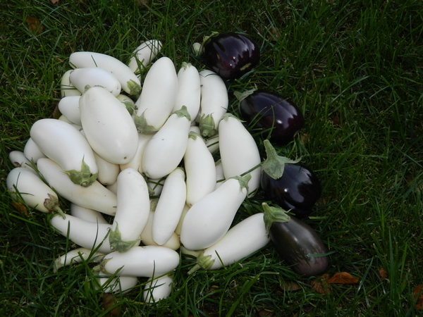 White and blue eggplants on the grass