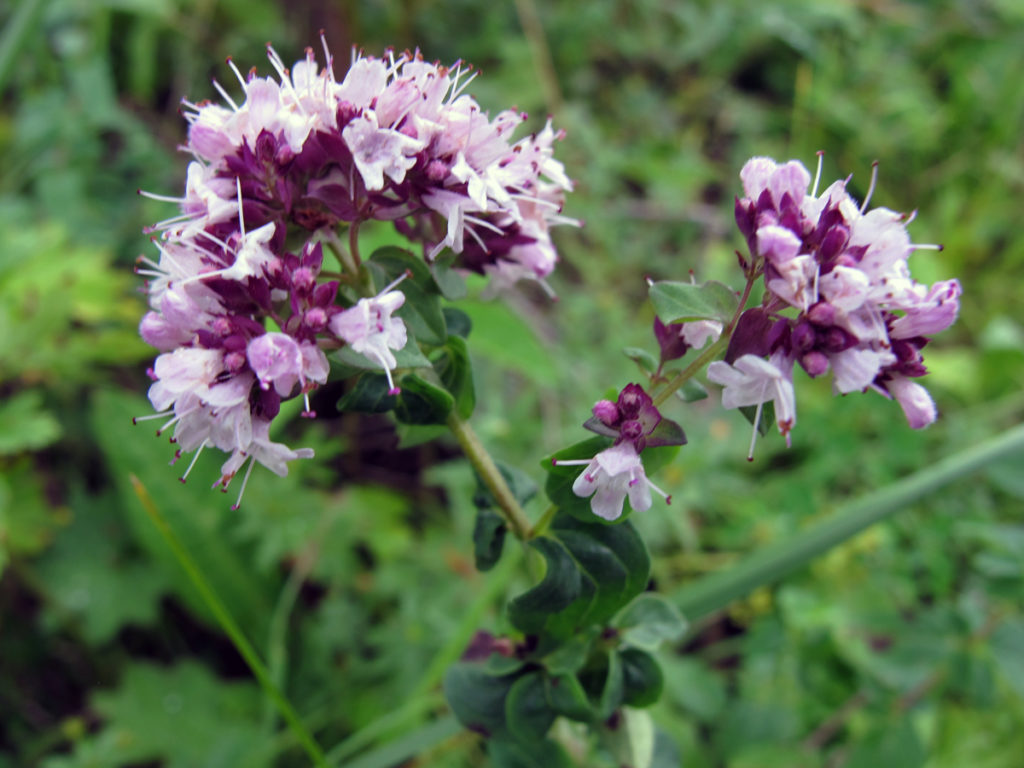 정원에서 자라는 오레가노
