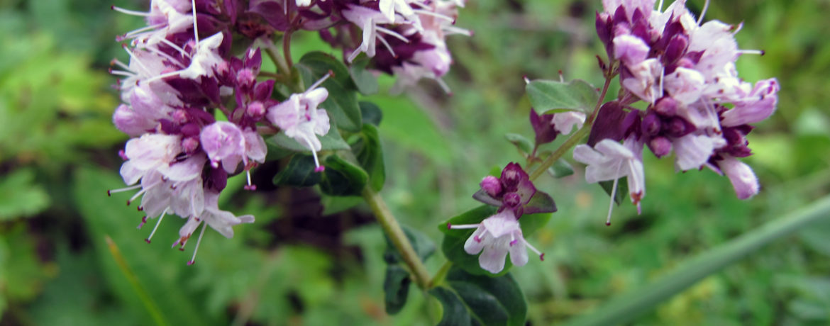 Oregánó termesztése a kertben