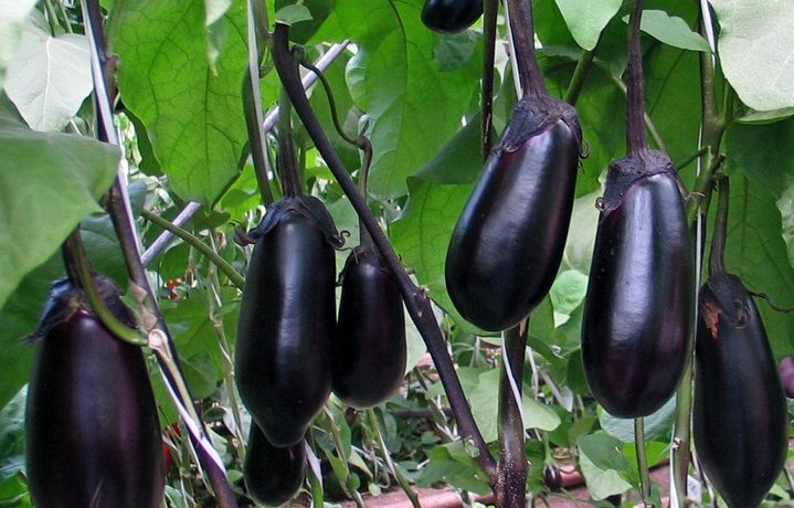 Aubergine variété Solomon