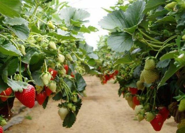 Ампелни ягоди