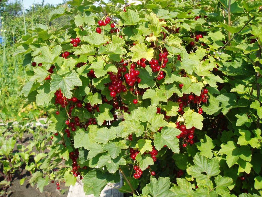 Red currant bush