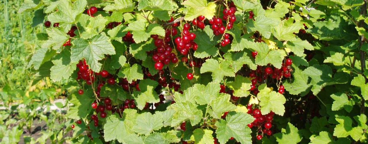 Raudonųjų serbentų krūmas