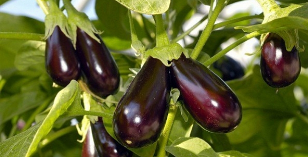 الباذنجان ينمو في فراش الحديقة الباذنجان ينمو في فراش الحديقة