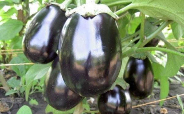 Eggplant variety Vera