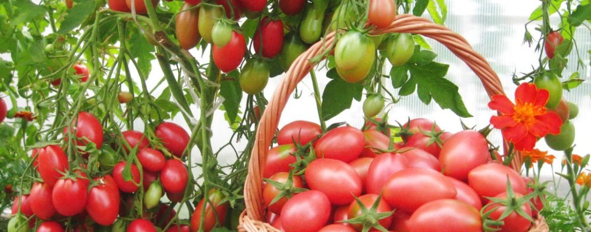 Tomater af sorten Chio Chio San