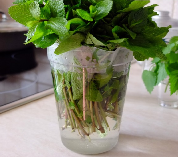 قصاصات النعناع في كوب قصاصات النعناع في كوب