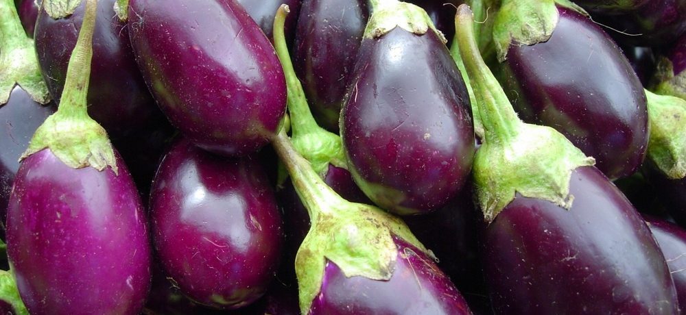 Raccolta delle melanzane nell'orto