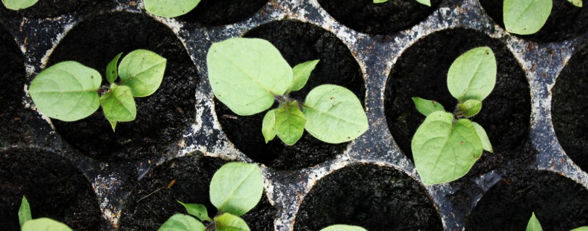 Piantine di melanzane in vaso