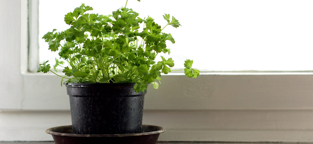 Persille vokser i vindueskarmen