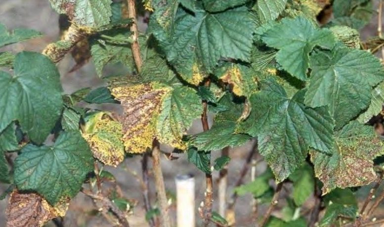 Antraknozė ant serbentų lapų