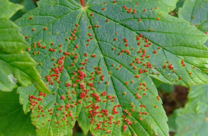 Pumpurų erkė ant serbentų lapų