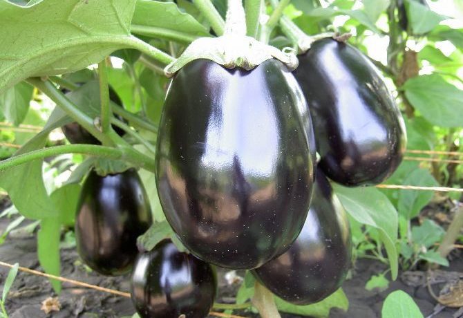 Varietà di melanzane Albatross