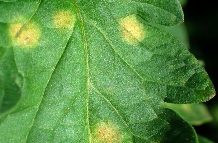 Des taches sombres apparaissent sur les feuilles de tomates