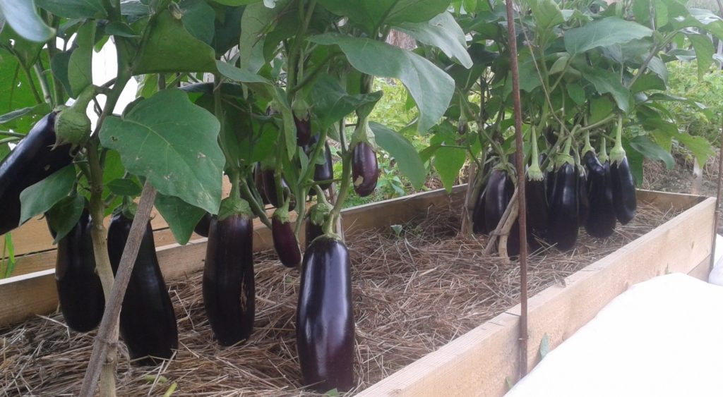 Eggplant variety Diamond