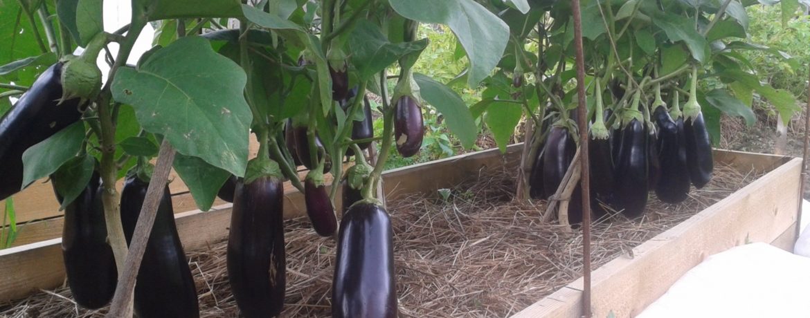 Aubergine variété Diamond
