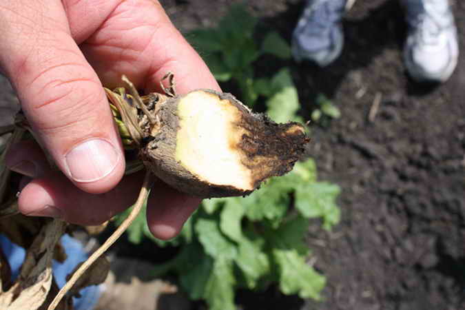 تعفن القفص على البنجر