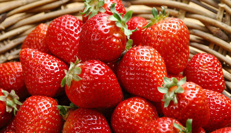 Strawberry variety Kimberly