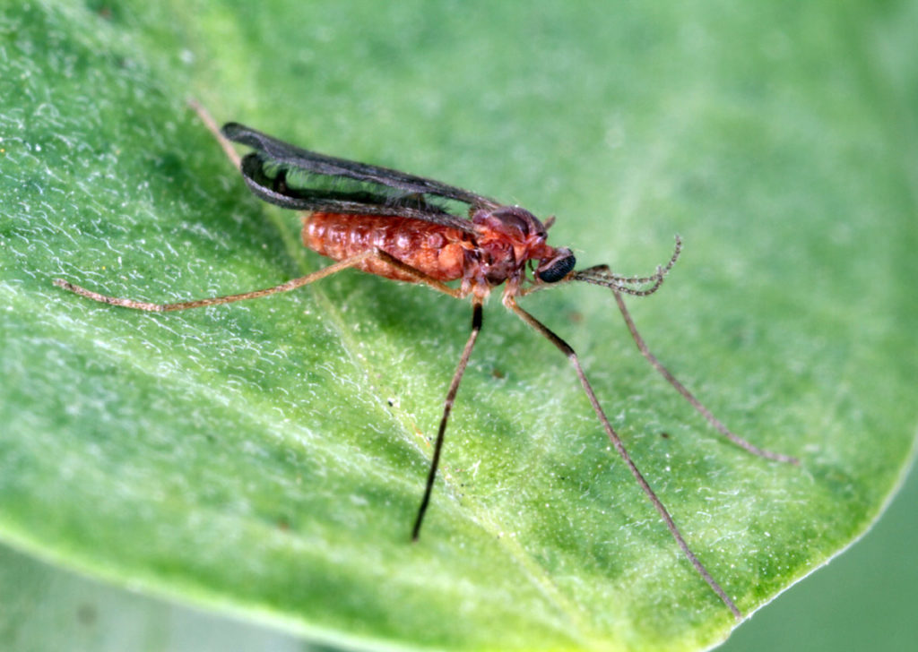 건포도에 있는 담즙 갯지렁이