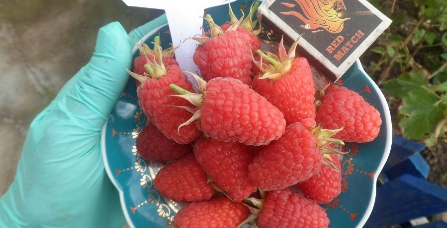 Maravilla raspberries