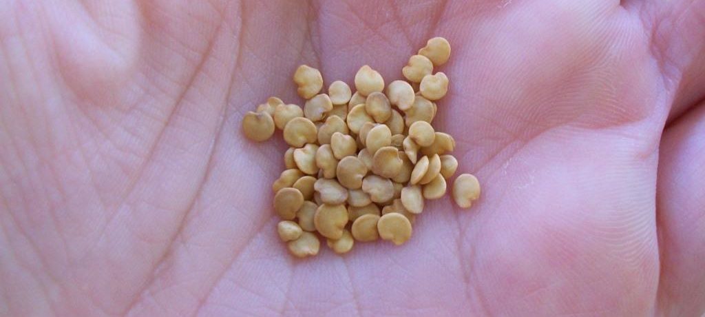 Semi di melanzana nel palmo della tua mano