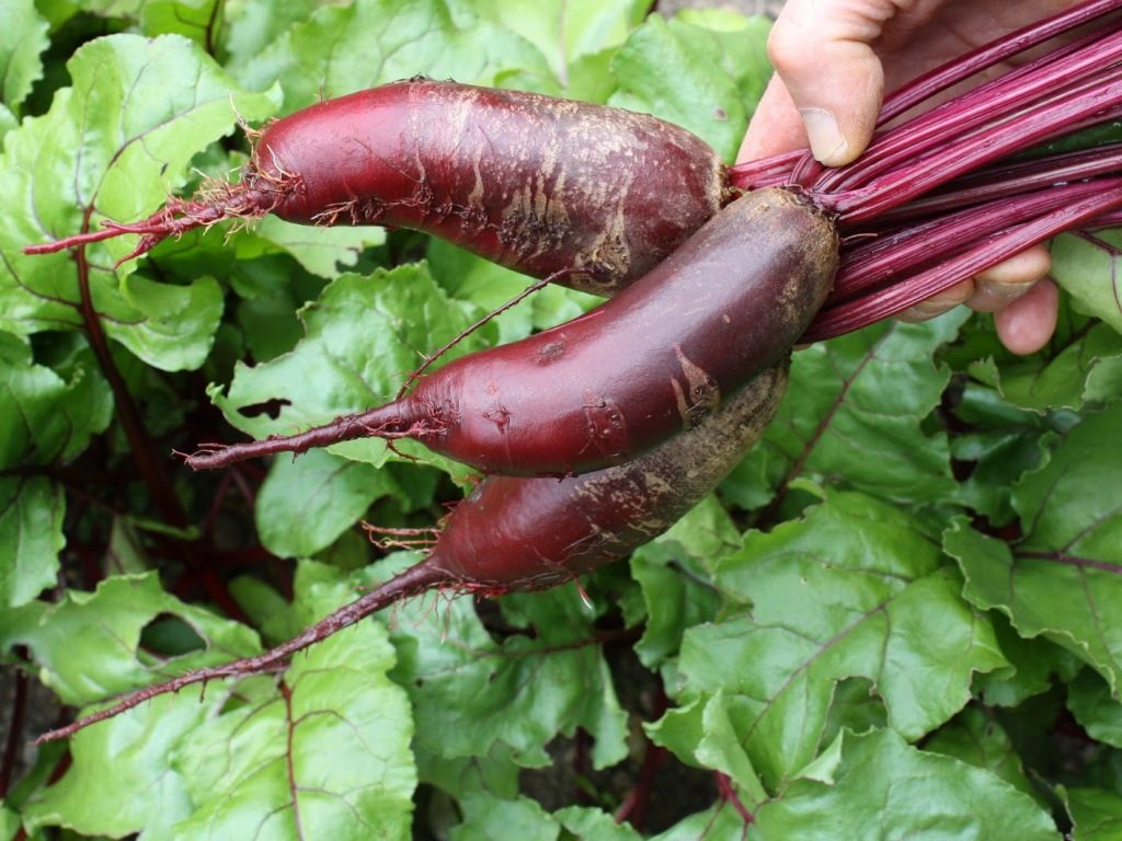 Galda bietes Cylindra