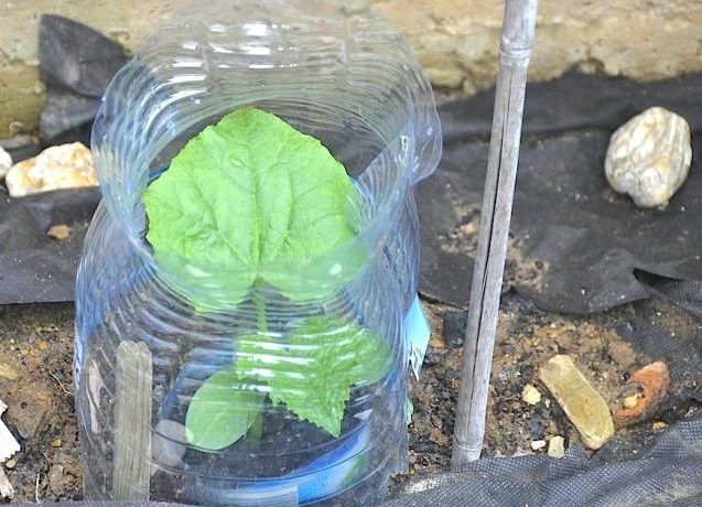 Gurķu audzēšana pudelēs jūsu dārzā