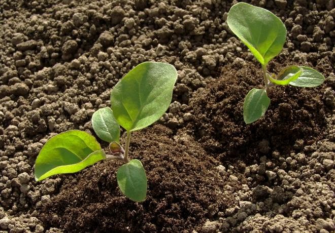jeunes plants d'aubergine plantés