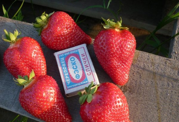 сорт ягоди Алба