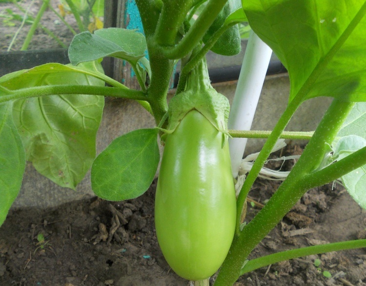 صنف الباذنجان الينكا صنف الباذنجان الينكا