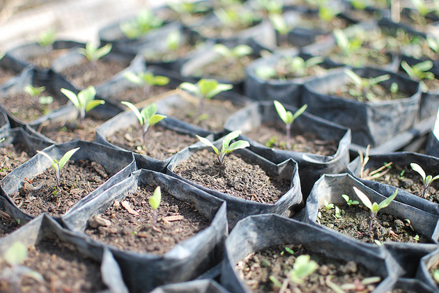 Eggplant seedlings for planting