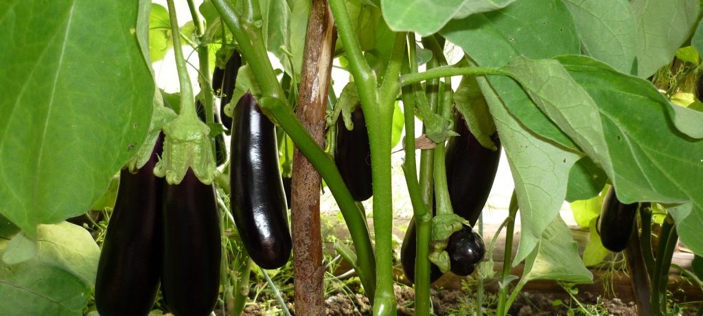 Greenhouse cultivation of eggplants