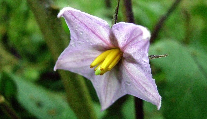 Flowering eggplant bush