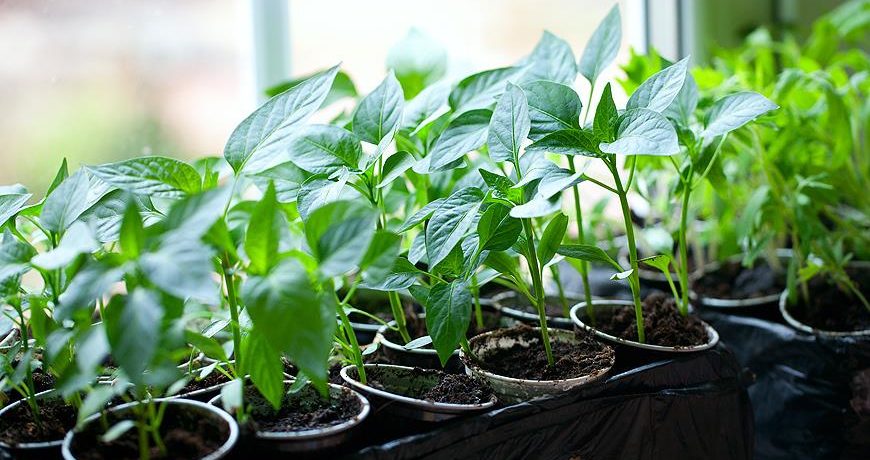 Paprika palánták az ablakpárkányon