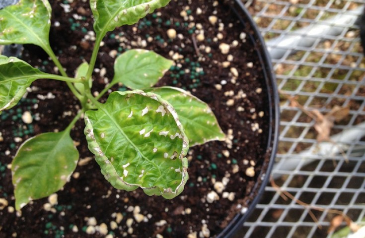 حواف صفراء أو جافة لأوراق الفلفل حواف صفراء أو جافة لأوراق الفلفل