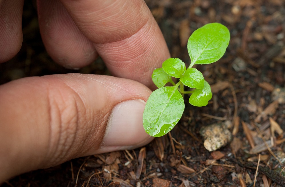 Picking eggplant seedlings