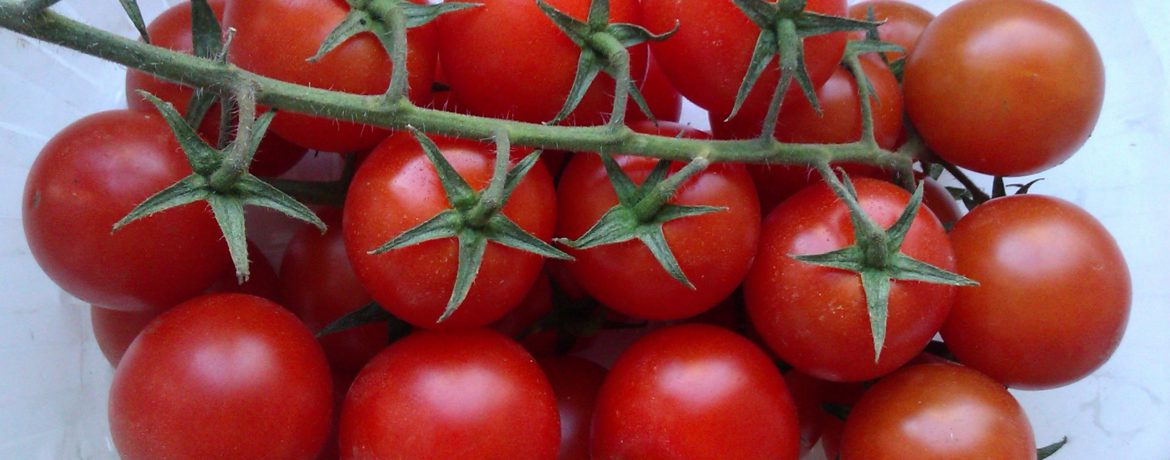 Tomatsorten Ajour på en gren