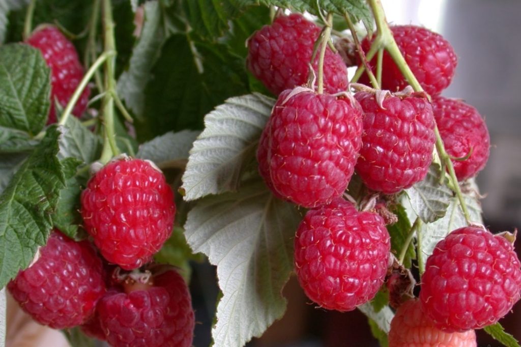 Standarta aveņu "Skazka"