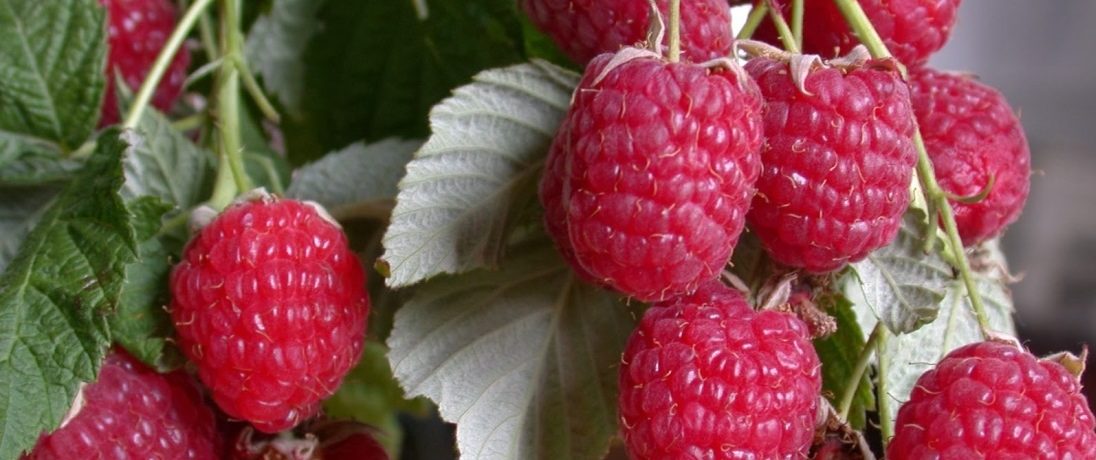 Standard raspberry "Skazka"