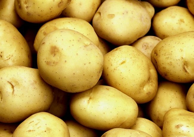 Burgonyafajta "Tuleevsky"