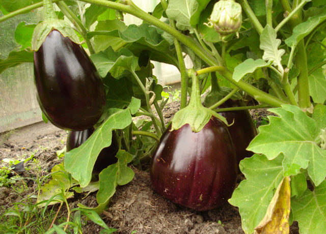 Eggplant Black Beauty