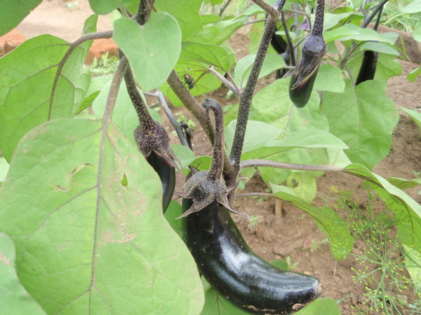 صنف الباذنجان ملك الشمال صنف الباذنجان ملك الشمال